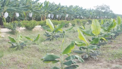 Photo of Denuncian  aumento del precio del plátano y guineo es por  colapso del Proyecto Cruz Manzanillo,  más de 40 mil tareas abandonada  en Montecristi. 