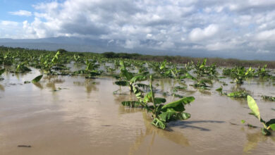 Photo of Huracán Melissa: Más de 4,000 evacuados y pérdidas millonarias en producción agrícola del Sur